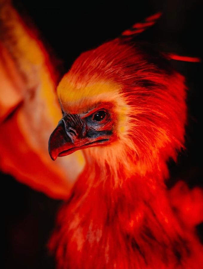 Sorcier Magique & Experience Immersive Кан Екстер'єр фото